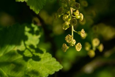 İlkbaharın sonlarında kara frenk üzümü çiçeği 