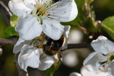 Beyaz çiçeklerle çiçek açan ağaçtan polen toplayan yaban arısının makrofotografı