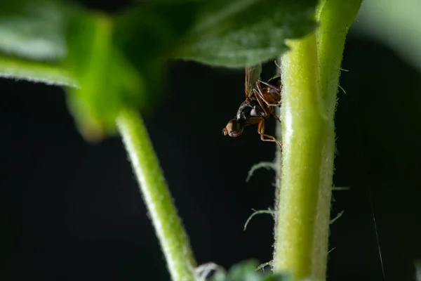 緑の計画システム上のアリのマクロ写真 — ストック写真