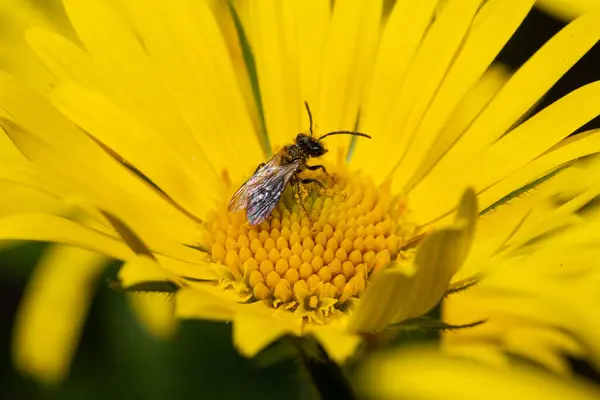 Makro Zdjęcie Owada Siedzącego Żółtym Kwiatku — Zdjęcie stockowe