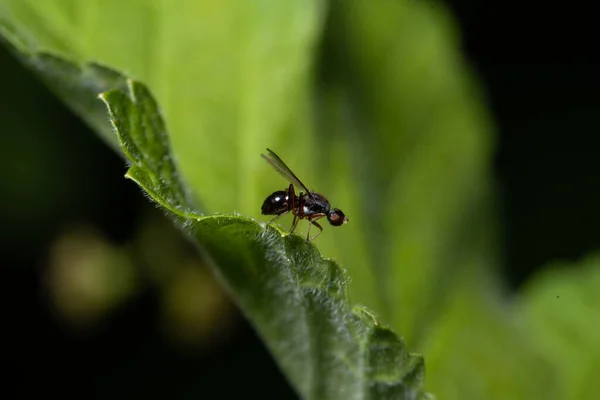 Macro Foto Formiga Voadora Sentada Folha Atual Verde — Fotografia de Stock