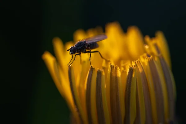 一幅黑色苍蝇坐在黄色的蒲公英上的宏观照片 — 图库照片