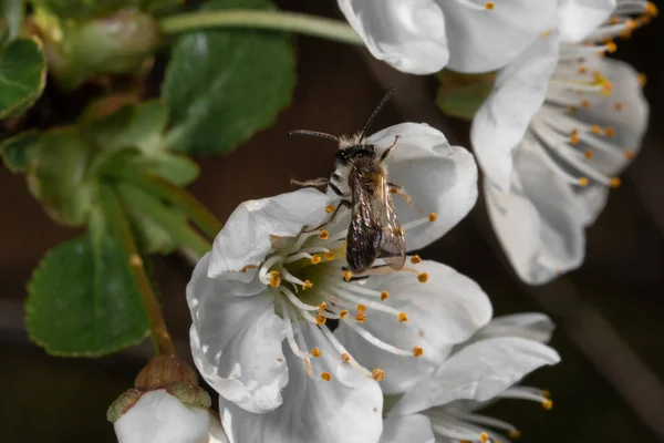 Macrophoto Insecte Volant Cueillant Pollen Sur Arbre Fleurs Blanches — Photo