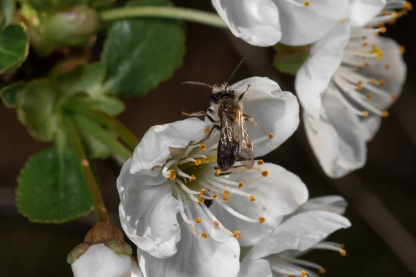 Macrofoto Inseto Voador Colhendo Pólen Árvore Florescente Com Flores Brancas — Fotografia de Stock