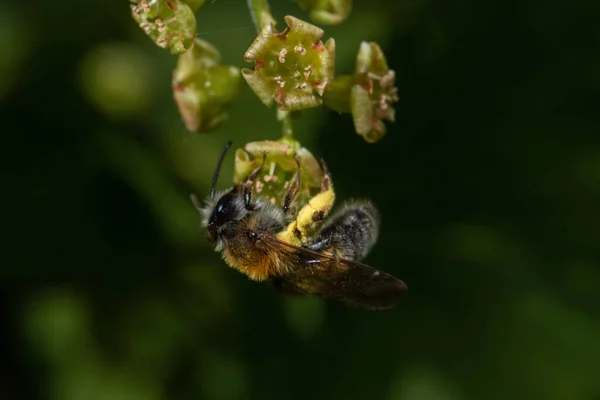 Macrofoto Abejorros Recogiendo Polen Grosella Floreciente — Foto de Stock