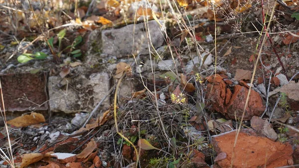 Anciennes Ruines Médiévales Mur Dans Village Russe — Photo