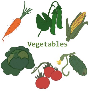 Sebze vektör çizimi. Mısır, havuç, lahana, salatalık, domates, bezelye kömürü