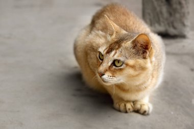 Köyümdeki bir kedinin resmi.