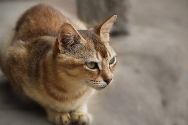 Köyümdeki bir kedinin resmi.