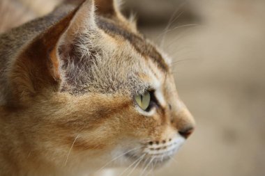 Köyümdeki bir kedinin resmi.