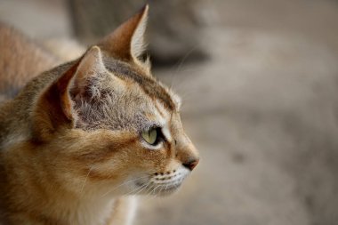 Köyümdeki bir kedinin resmi.