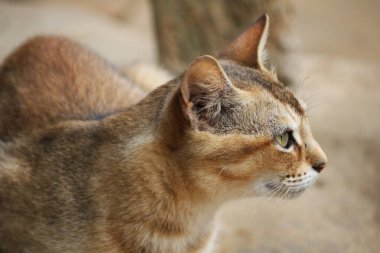 Köyümdeki bir kedinin resmi.