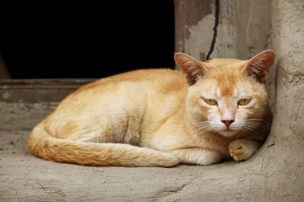 Image of a Cat from my village home