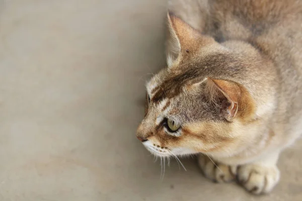 Imagem Gato Minha Casa Aldeia — Fotografia de Stock