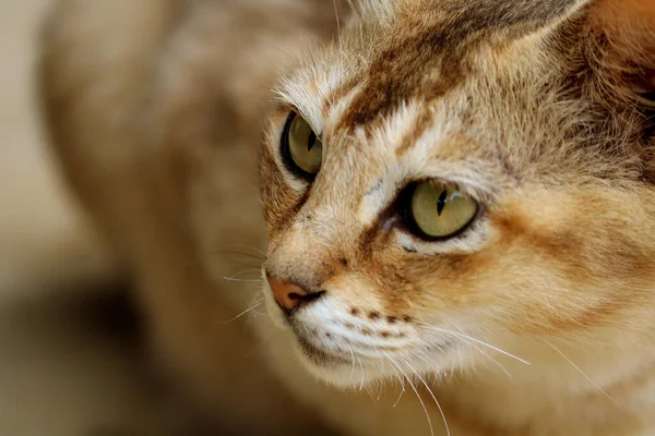 Image of a Cat from my village home