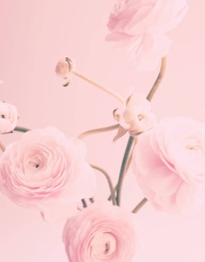 Açık arka plan üzerinde soluk pembe tipik çiçekler