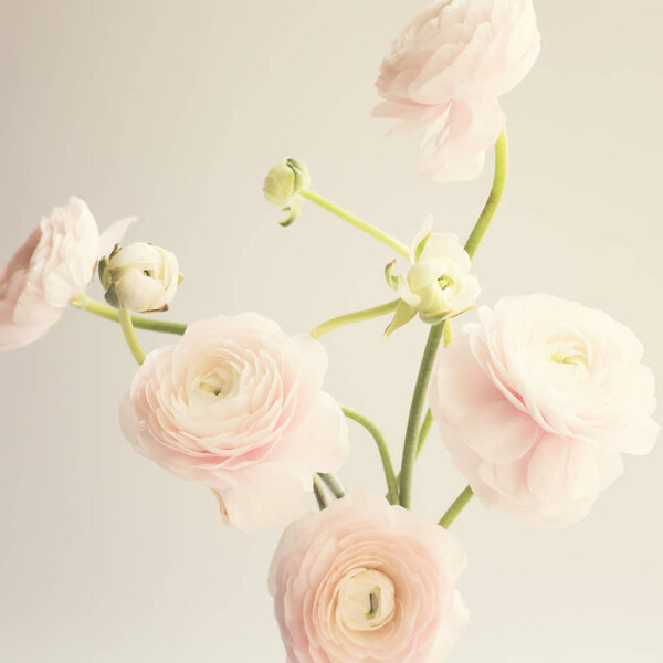 Pale pink ranunculus flowers over clear background