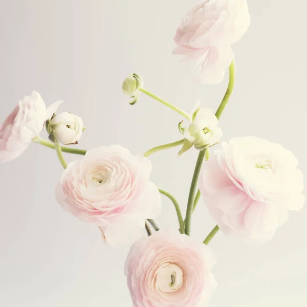 Λουλούδια Χλωμό Ροζ Ranunculus Πέρα Από Σαφές Υπόβαθρο — Φωτογραφία Αρχείου
