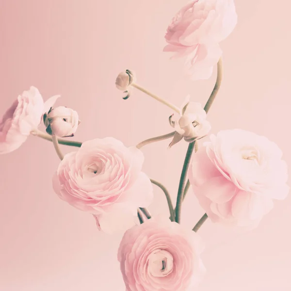 Flores Ranúnculo Rosa Pálido Sobre Fundo Claro — Fotografia de Stock