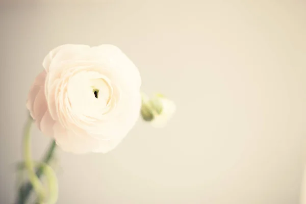 Flori Ranunculus Roz Pal Fundal Clar — Fotografie, imagine de stoc