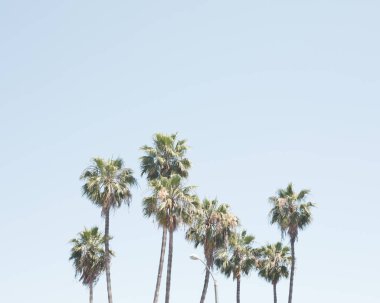 Bir beach California palmiye ağaçlarında