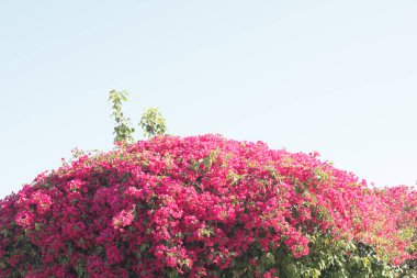 Bougainvillea çiçek mavi gökyüzü üzerinde