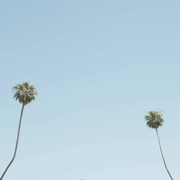 Palmen Einem Strand Kalifornien — Stockfoto