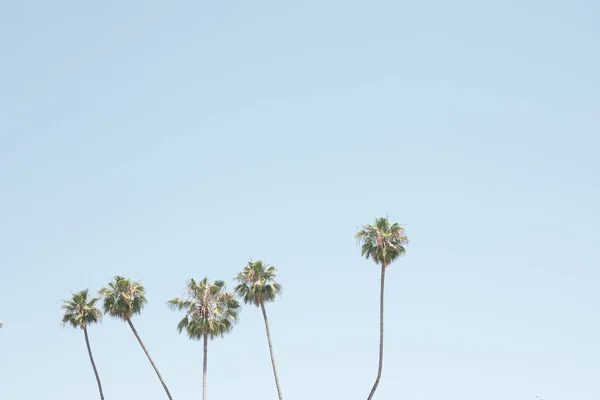 Palmen Einem Strand Kalifornien — Stockfoto