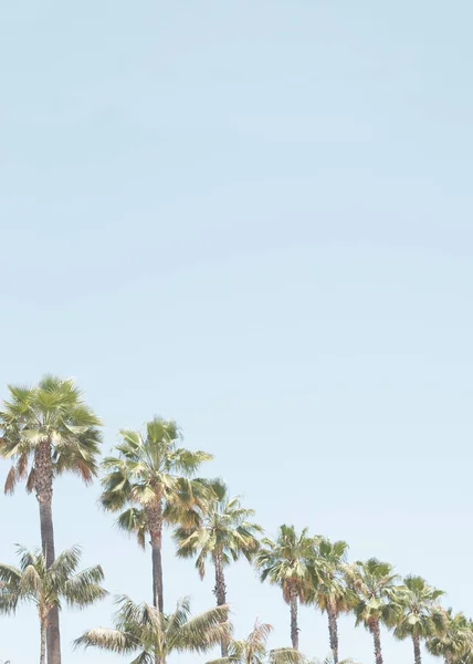 Palmen Einem Strand Kalifornien — Stockfoto