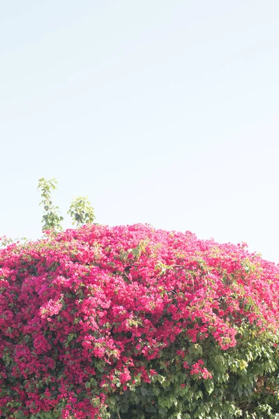 Bougainvillea çiçek mavi gökyüzü üzerinde