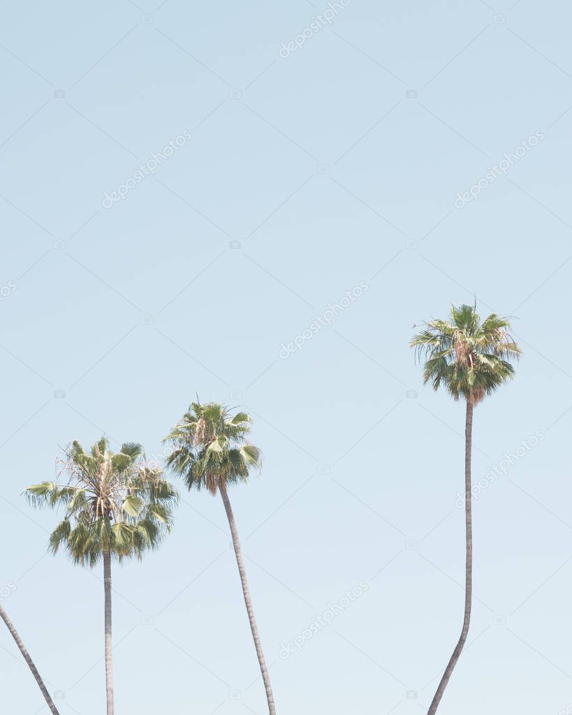 Palm trees in a beach in California