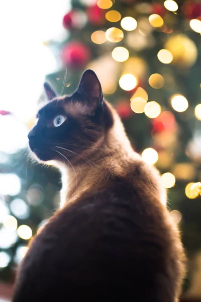 Cute cat in fall, winter and Christmas lights background