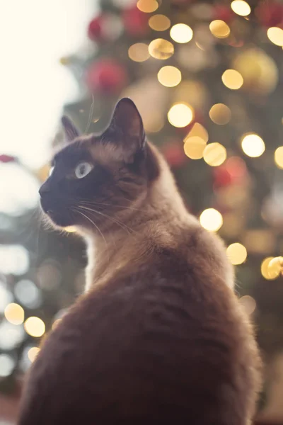 Cute cat in fall, winter and Christmas lights background