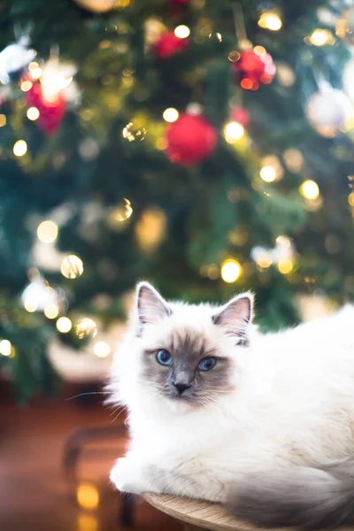 Niedliche Katze Herbst Winter Und Weihnachtsbeleuchtung Hintergrund Stockbild