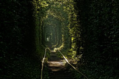 Yeşil Aşk Tüneli, Klevan, Ukrayna