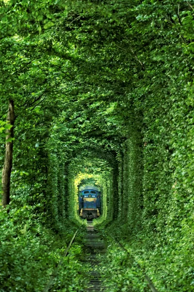 Зелений Тунель Любові Кляван Україна — стокове фото