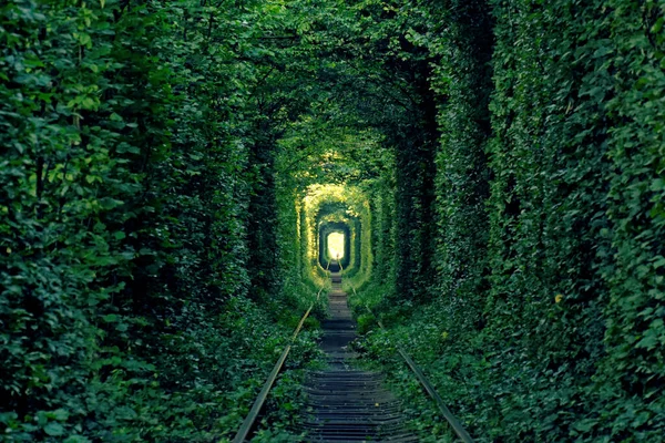 Túnel Verde Del Amor Klevan Ucrania —  Fotos de Stock
