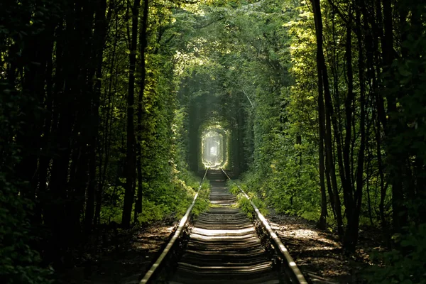 Зелений Тунель Любові Кляван Україна — стокове фото