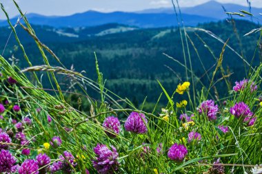 Bukovel, dağ manzarası, Karpatlar, Ukrayna