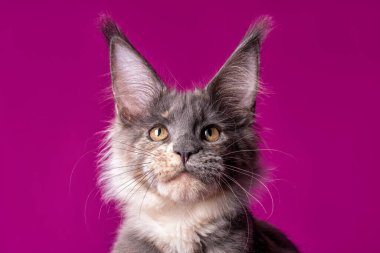 Stüdyoda mor arka planda sevimli bir zenci kedi yavrusu..