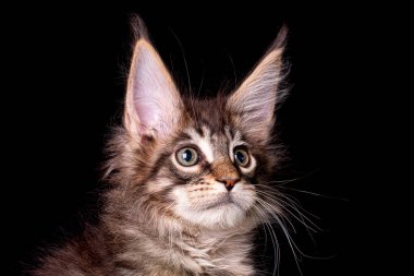 Stüdyoda siyah arka planda sevimli bir zenci kedi yavrusu..