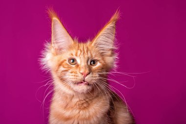 Stüdyoda mor arka planda sevimli bir zenci kedi yavrusu..