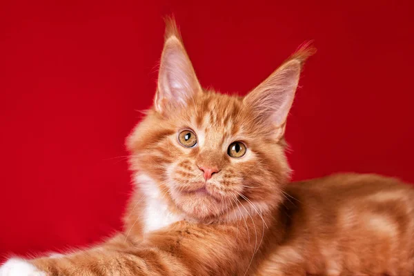 Adorável Grande Vermelho Branco Maine Coon Gatinho Fundo Vermelho Estúdio — Fotografia de Stock