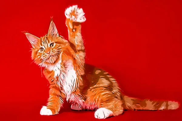 Lovely big red and white maine coon kitten on red background in studio.