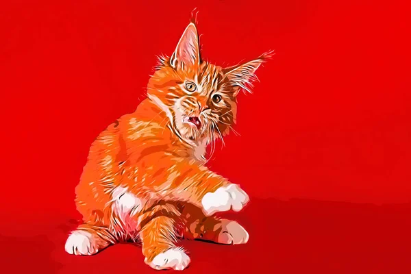 Schöne Große Rote Und Weiße Maine Coon Kätzchen Auf Rotem — Stockfoto