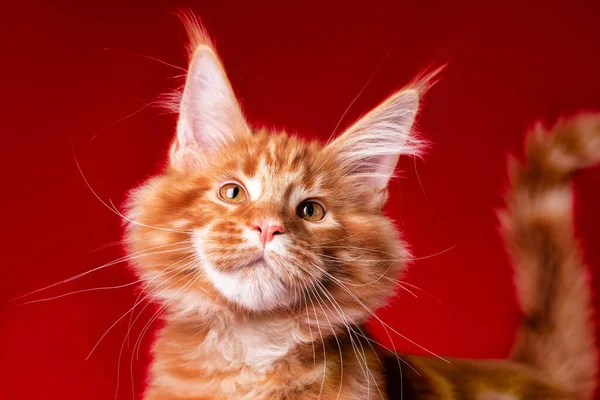 Adorável Grande Vermelho Branco Maine Coon Gatinho Fundo Vermelho Estúdio — Fotografia de Stock