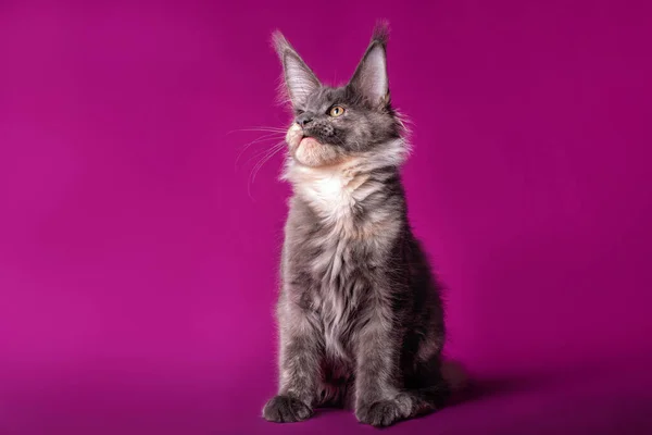 Bedårande Söt Maine Coon Kattunge Lila Bakgrund Studio Isolerad — Stockfoto