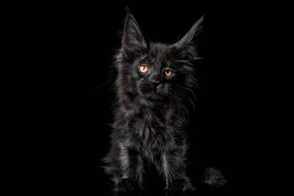 Schattig Schattig Maine Coon Kitten Zwarte Achtergrond Studio Geïsoleerd — Stockfoto