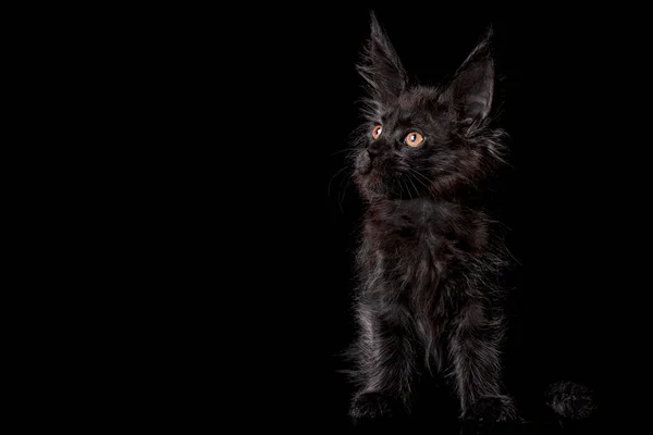 Adorable Cute Maine Coon Kitten Black Background Studio Isolated — Stock Photo, Image