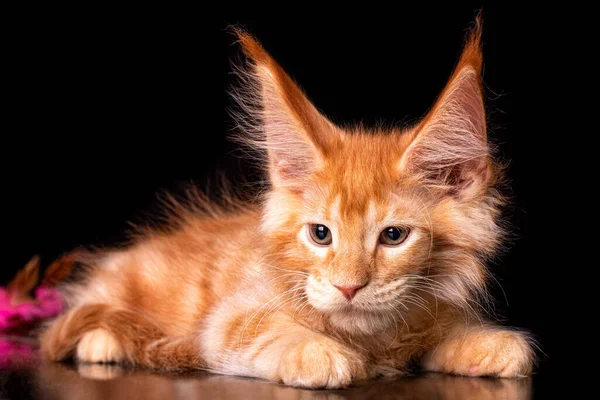 Adorable Lindo Maine Coon Gatito Sobre Fondo Negro Estudio Aislado —  Fotos de Stock